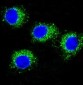 Anti-NALP3 NLRP3 Rabbit Monoclonal Antibody